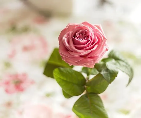 Bed & Breakfast Lesna Perla - Restauracja I Hotelowe 3*